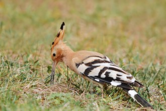 Hoopoe (Upupa epops) foraging in a meadow, Algarve, Portugal