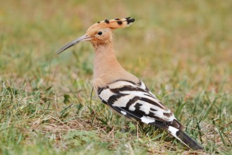 Hoopoe (Upupa epops) foraging in a meadow, Algarve, Portugal