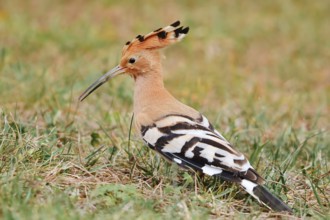 Hoopoe (Upupa epops) foraging in a meadow, Algarve, Portugal