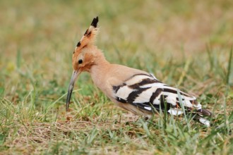 Hoopoe (Upupa epops) foraging in a meadow, Algarve, Portugal