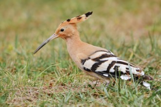 Hoopoe (Upupa epops) foraging in a meadow, Algarve, Portugal