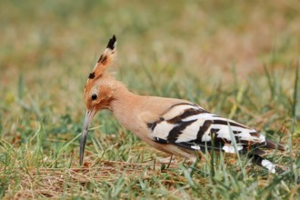 Hoopoe (Upupa epops) foraging in a meadow, Algarve, Portugal