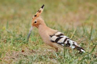 Hoopoe (Upupa epops) foraging in a meadow, Algarve, Portugal