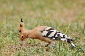 Hoopoe (Upupa epops) foraging in a meadow, Algarve, Portugal