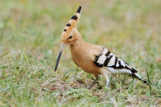 Hoopoe (Upupa epops) foraging in a meadow, Algarve, Portugal