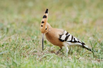 Hoopoe (Upupa epops) foraging in a meadow, Algarve, Portugal
