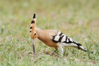 Hoopoe (Upupa epops) foraging in a meadow, Algarve, Portugal