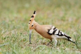 Hoopoe (Upupa epops) foraging in a meadow, Algarve, Portugal