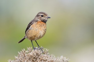 Stonechat (Saxicola rubicola), female, Algarve, Portugal