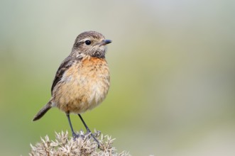 Stonechat (Saxicola rubicola), female, Algarve, Portugal