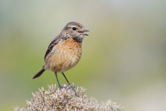 Stonechat (Saxicola rubicola), singing female, Algarve, Portugal