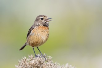 Stonechat (Saxicola rubicola), singing female, Algarve, Portugal