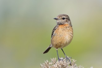 Stonechat (Saxicola rubicola), female, Algarve, Portugal