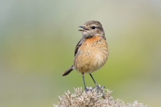 Stonechat (Saxicola rubicola), singing female, Algarve, Portugal
