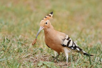 Hoopoe (Upupa epops) with prey in its beak, Algarve, Portugal