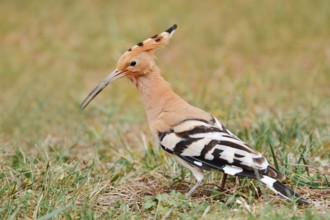 Hoopoe (Upupa epops) foraging in a meadow, Algarve, Portugal