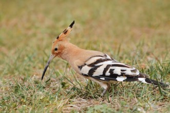 Hoopoe (Upupa epops) foraging in a meadow, Algarve, Portugal