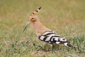 Hoopoe (Upupa epops) foraging in a meadow, Algarve, Portugal