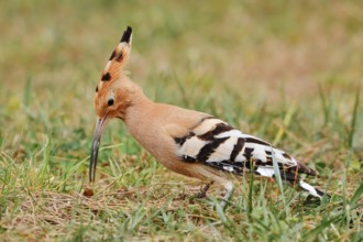 Hoopoe (Upupa epops) foraging in a meadow, Algarve, Portugal