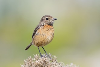 Stonechat (Saxicola rubicola), female, Algarve, Portugal