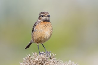 Stonechat (Saxicola rubicola), female, Algarve, Portugal