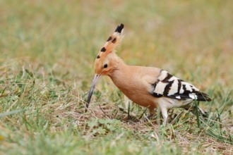 Hoopoe (Upupa epops) foraging, Algarve, Portugal