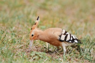 Hoopoe (Upupa epops) foraging, Algarve, Portugal