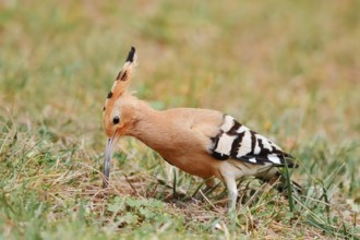 Hoopoe (Upupa epops) foraging, Algarve, Portugal