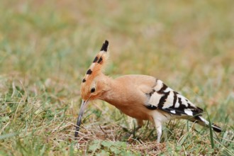 Hoopoe (Upupa epops) foraging, Algarve, Portugal