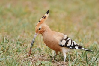Hoopoe (Upupa epops) with prey in its beak, Algarve, Portugal