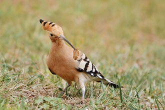Hoopoe (Upupa epops) with prey in its beak, Algarve, Portugal