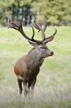 Red deer (Cervus elaphus) in the rutting season, North Rhine-Westphalia, Germany
