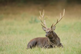 Sika deer (Cervus nippon) in autumn, naturalised species, Sauerland, North Rhine-Westphalia,