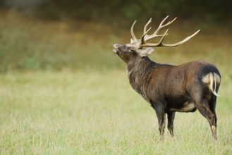 Sika deer (Cervus nippon) flehmen, naturalised species, Sauerland, North Rhine-Westphalia, Germany