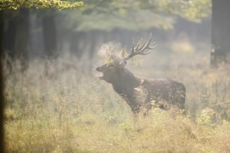 Red deer (Cervus elaphus) roaring in the rutting season, North Rhine-Westphalia, Germany