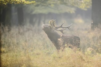 Red deer (Cervus elaphus) roaring in the rutting season, North Rhine-Westphalia, Germany