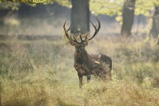 Red deer (Cervus elaphus) in the rutting season, North Rhine-Westphalia, Germany