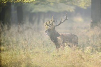 Red deer (Cervus elaphus) roaring in the rutting season, North Rhine-Westphalia, Germany
