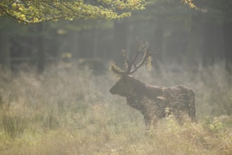 Red deer (Cervus elaphus) in the morning mist, North Rhine-Westphalia, Germany