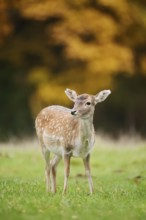 Fallow deer (Dama dama), female in autumn, North Rhine-Westphalia, Germany
