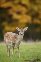 Fallow deer (Dama dama), female in autumn, North Rhine-Westphalia, Germany