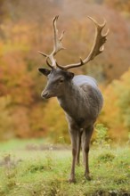 Fallow deer (Dama dama), fallow deer in autumn, North Rhine-Westphalia, Germany