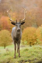 Fallow deer (Dama dama), fallow deer in autumn, North Rhine-Westphalia, Germany