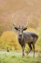 Fallow deer (Dama dama), fallow deer in autumn, North Rhine-Westphalia, Germany