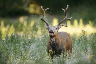 David's deer or milu (Elaphurus davidianus), flehmen male, originally native to eastern Asia,