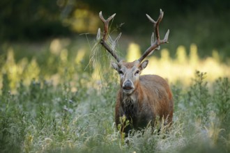 David's deer or milu (Elaphurus davidianus), flehmen male, originally native to eastern Asia,
