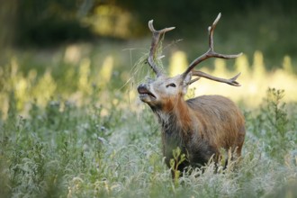 David's deer or milu (Elaphurus davidianus), flehmen male, originally native to eastern Asia,