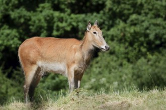 David's deer or milu (Elaphurus davidianus), female, originally native to eastern Asia, extinct in