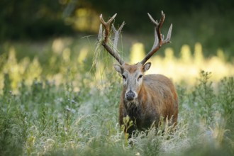 David's deer or milu (Elaphurus davidianus), male, originally native to eastern Asia, extinct in