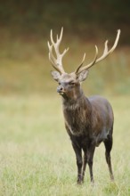 Sika deer (Cervus nippon) in autumn, naturalised species, Sauerland, North Rhine-Westphalia,